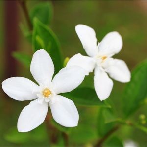 Meet your Posher, Jasmine